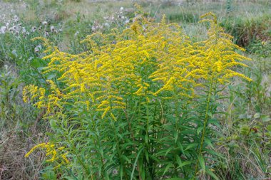 Çimenli bir çayırda büyüyen parlak sarı çiçekleri olan altın sarısı kır çiçekleri kümesi yazı, doğayı ve canlı kırsal manzaraları sembolize eder..