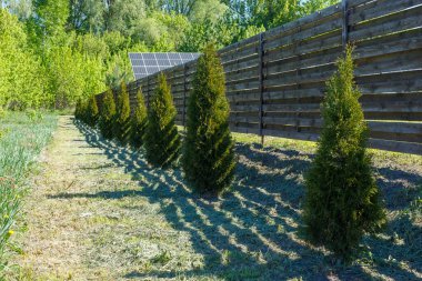 Yeni dikilmiş ağaç ağaçları, güneşli, çimenli bir bahçede, ahşap bir mahremiyet çitinin yanında gölgeler bırakıyor..