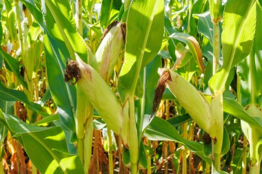 Yaz mevsiminde güneşli bir tarım tarlasında olgunlaşan taze mısır koçanları detaylı bir şekilde görülüyor..