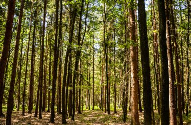 Ormanın bir manzarası