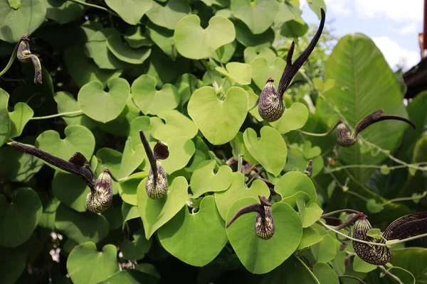 Aristolochia Ringens Flowers Look Bird Chicken Long Tail Sepals Joined — Stock Photo, Image