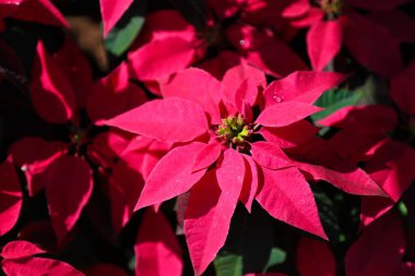 Bulanık arka planda güzel noktalar. Geleneksel Noel çiçeği