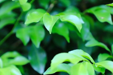 Yaratıcı desen, yeşil yapraklar, düz stil, reklam kartları veya davetiyeler için.