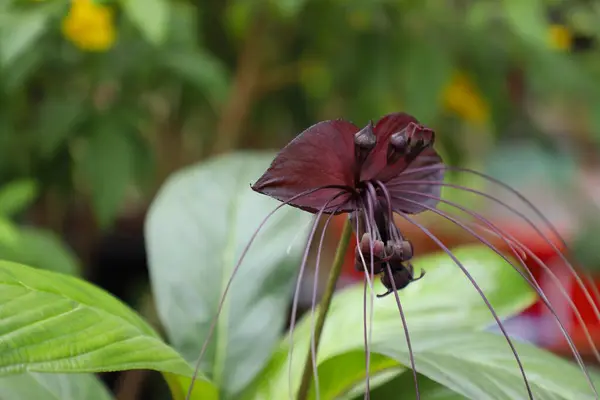 Tacca chantrieri, the black bat flower, is a species of flowering plant in the yam family Dioscoreaceae.