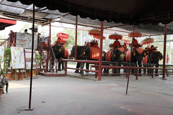 2023年3月12日 泰国Ayutthaya大象营 Ayutthaya Elephant Camp 为泰国和外国游客服务 坐着绕着大象营走 — 图库照片