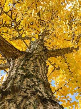 Ormanda sonbahar yaprakları