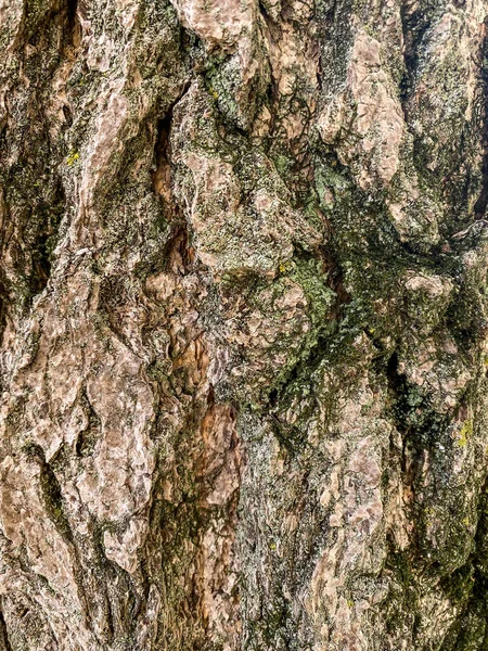 Texture Pine Tree — Stock Photo, Image