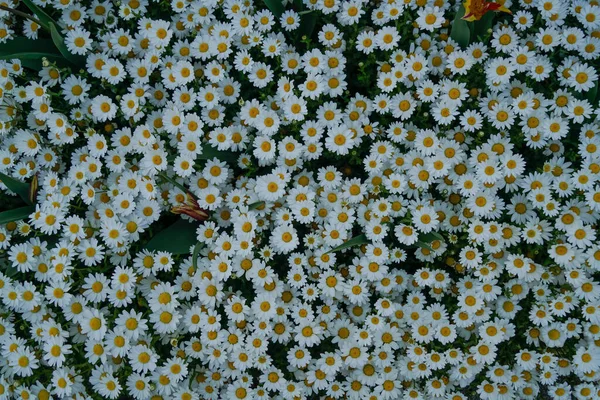 日本神奈川市曼诺公园美丽多彩的花朵 — 图库照片