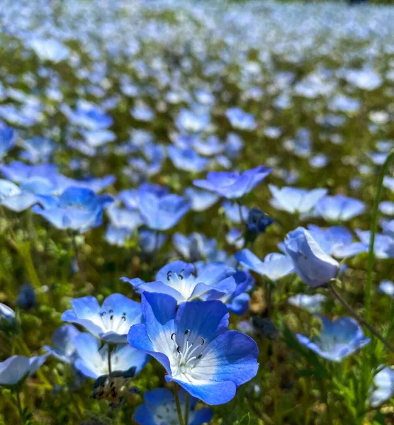 Beautiful Colorful Flowers Manno Park Kagawa Japan — Stock Photo, Image