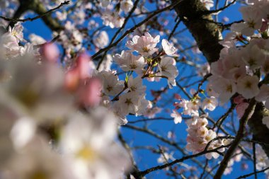 İlkbaharda kiraz ağacının güzel çiçekleri