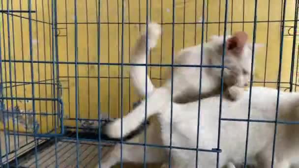 笼子里可爱的白猫 — 图库视频影像