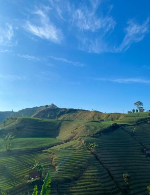 Hava manzarası, soğan tarlası ya da yeşil çay, tarla ve dağlarla güzel bir manzara. terasering panyaweuyan, majalengka endonezya