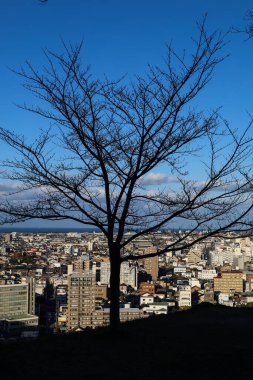 Dry tree or dead tree with beautiful blue sky and tottori city background clipart