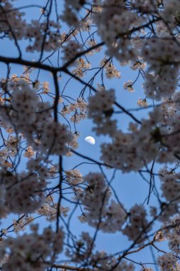 Arka planda ay ve mavi gökyüzü olan güzel sakura ya da kiraz çiçeği. kagawa japan.