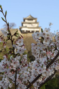 Japonya 'da güzel sakura ya da kiraz çiçeği