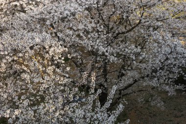 Genç bir adam kiraz ağacının altında manzaranın fotoğrafını çekiyor.