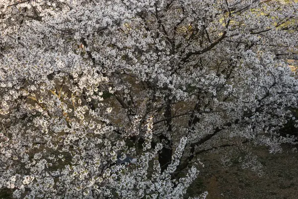 Genç bir adam kiraz ağacının altında manzaranın fotoğrafını çekiyor.