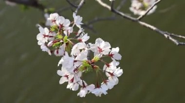 Güzel çiçekler sakura ya da bahçede kiraz çiçekleri