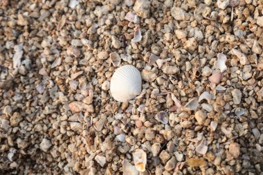 Taşların dokusu. deniz arkaplanı.