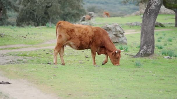 Brown Cow Feeding Grass Beautiful Green Meadow Slow Motion High — Stock Video
