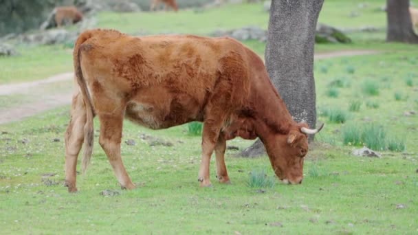 Brown Cow Feeding Grass Beautiful Green Meadow Slow Motion High — Stock Video