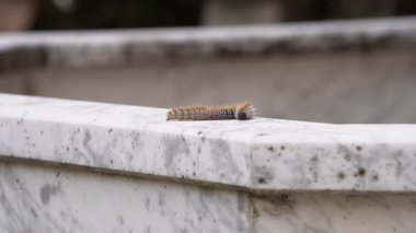 Bir grup çam işlemeli tırtıl Thaumetopoea pityokamppa zeminde karakteristik bir çizgide ilerliyor..