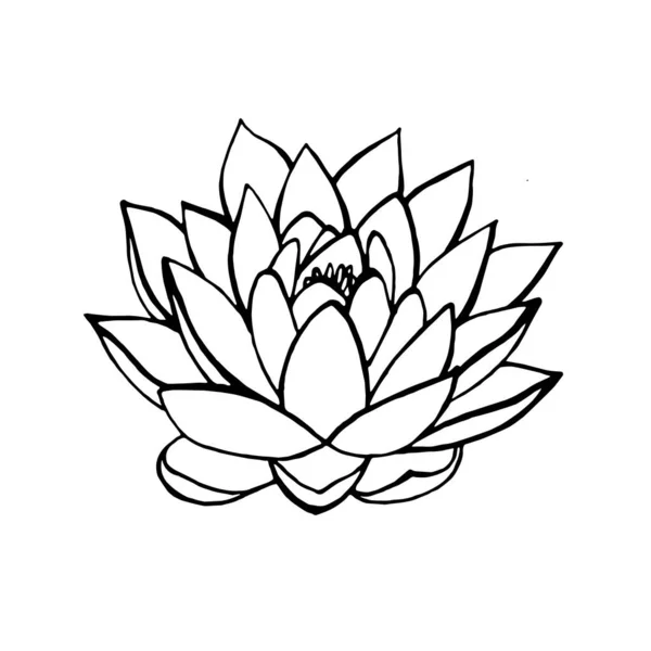 Water Flower Lotus Lily Vector Drawing — Stock Vector