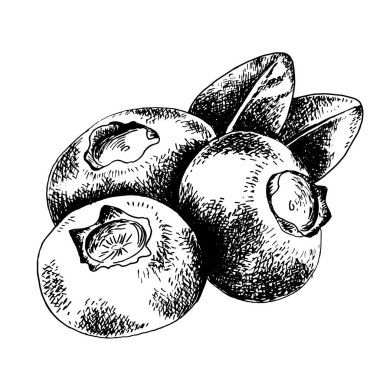 Yabanmersinli el çizimi. Yabanmersini ve yaprak el çizimi çizimi. Oymalı yemek resmi.