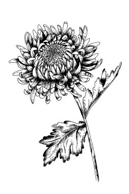 Japon kasımpatı vektör el çizimi, tasarım davetiyeleri, kartlar, arka planlar için kabartma biçimi