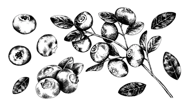 向量集的蓝莓分枝与浆果和叶子 蓝莓和叶子隔离在白色背景的雕刻风格 天然产品设计集 — 图库矢量图片