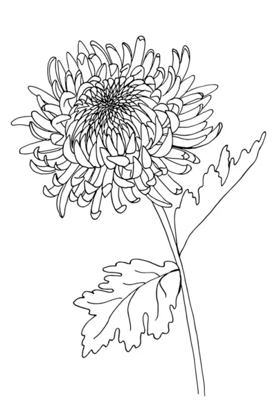 Japanese Chrysanthemum Vector Hand Drawn Illustration Coloring Design — Stock Vector