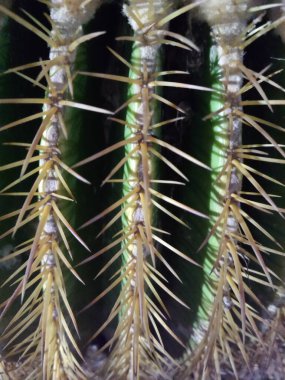 Close-up view of a cactus showcasing sharp yellow spines against its deep green ridges. The vibrant contrast and intricate details highlight the rugged beauty of desert flora. clipart