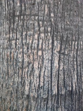 Bir ağaç kabuğunun yakın plan görüntüsü, doğal kaba dokusunu görünür lifler ve yivlerle sergiliyor. Doğa çalışmaları, arkaplan tasarımları veya doku referansları için ideal