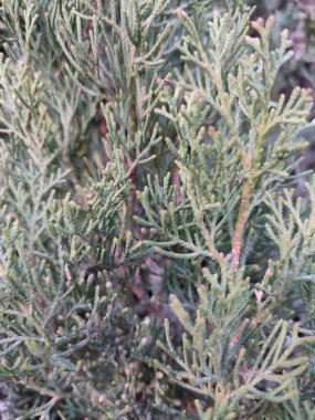 İğne yapraklı ardıç dallarına yakın çekim. Peyzaj, doğa projeleri, çevre eğitimi veya dijital ve yazılı medyada doğal bir geçmiş olarak ideal