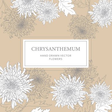 Kasımpatı çiçek etiketi tasarımı, bej arka planda elle çizilmiş beyaz vektör çiçekleri. Ürün ambalajlama, davetiyeler, markalaşma ve zarif dekoratif projeler için mükemmel..