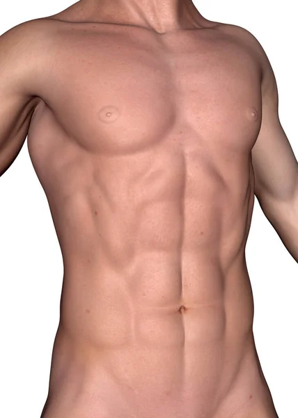 Male Muscle Render — Stock Photo, Image
