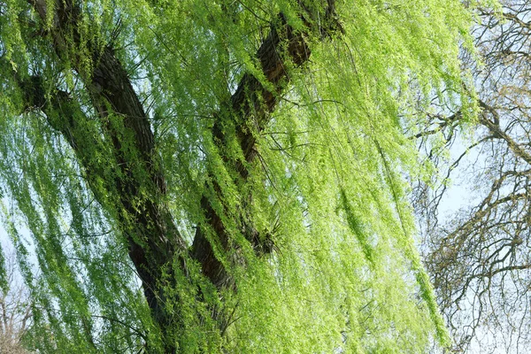 Willow Tree Μια Ηλιόλουστη Μέρα Την Άνοιξη Στο Regents Park — Φωτογραφία Αρχείου