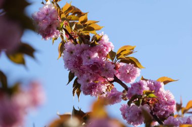 Viyana 'daki Tuna Adası' nda Pembe Kiraz Ağaçları