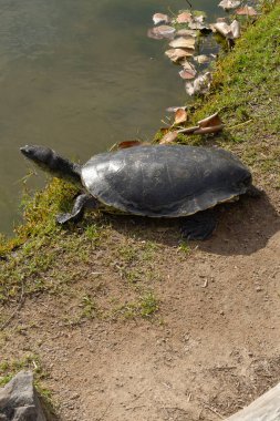 Arjantin 'in Rosario kentindeki seçmen ormanı