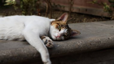 Kedi yerde yatıyor. kedi uyuyor..