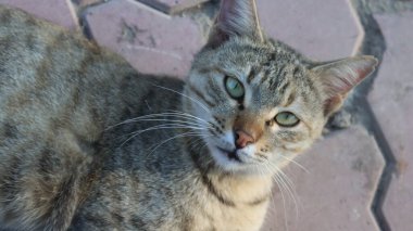 Şirin bir kedinin yakın plan fotoğrafı.