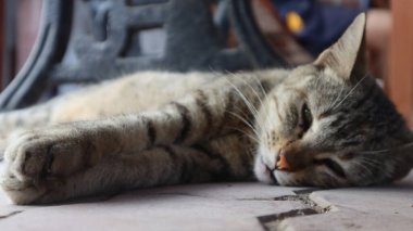 Şirin tüylü kedi portresi