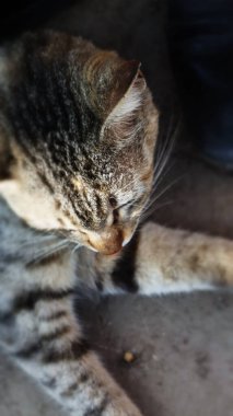 Kedi yerde oturuyor.