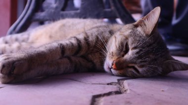 Uyuyan kedi yerde.