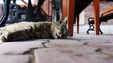 Kedi yerde yatıyor.