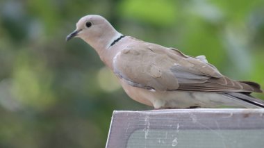 Bahçedeki güvercin