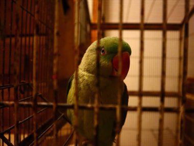 Yeşil papağan kafes içinde
