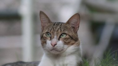 Yeşil yapraklı kedi