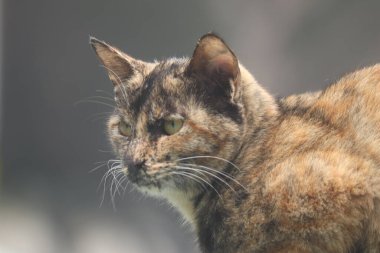 Şirin bir kedinin yakın plan fotoğrafı.