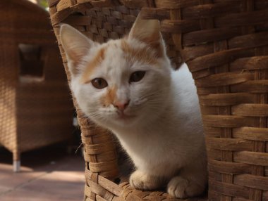 Sevimli kızıl bir kedinin portresi.